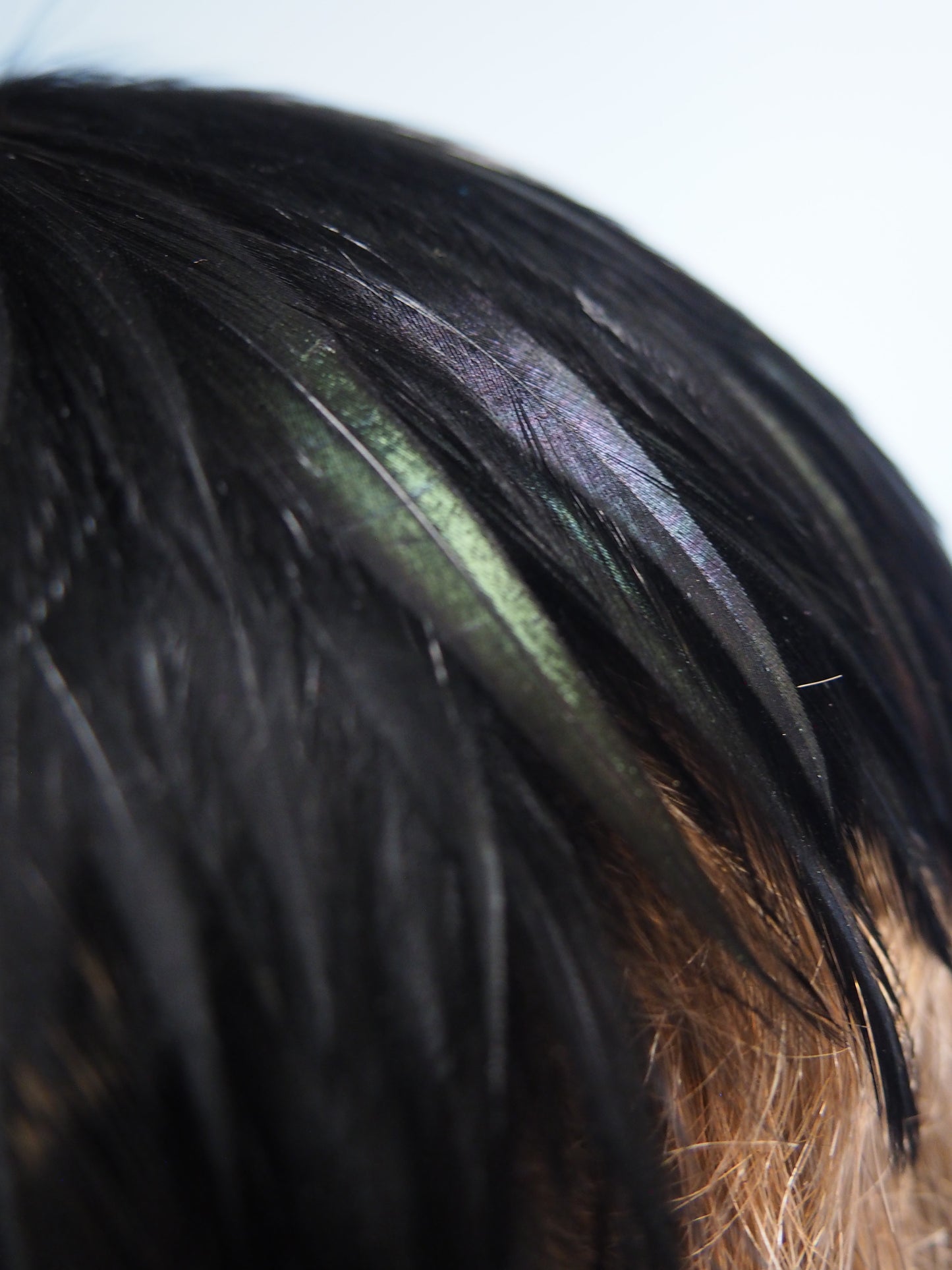 Musta sulkapäähine